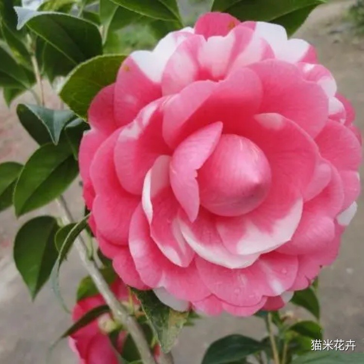 u=2414175838,2140155332&fm=253&fmt=auto&app=138&f=JPEG.jpg