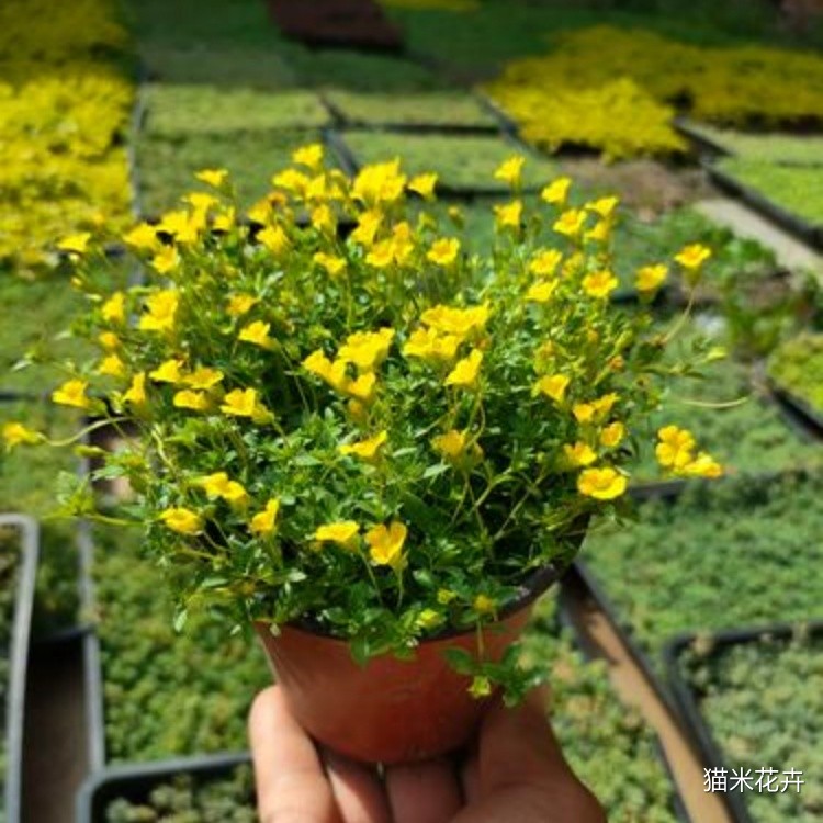 u=648528502,1188928579&fm=224&app=112&f=JPEG.jpg