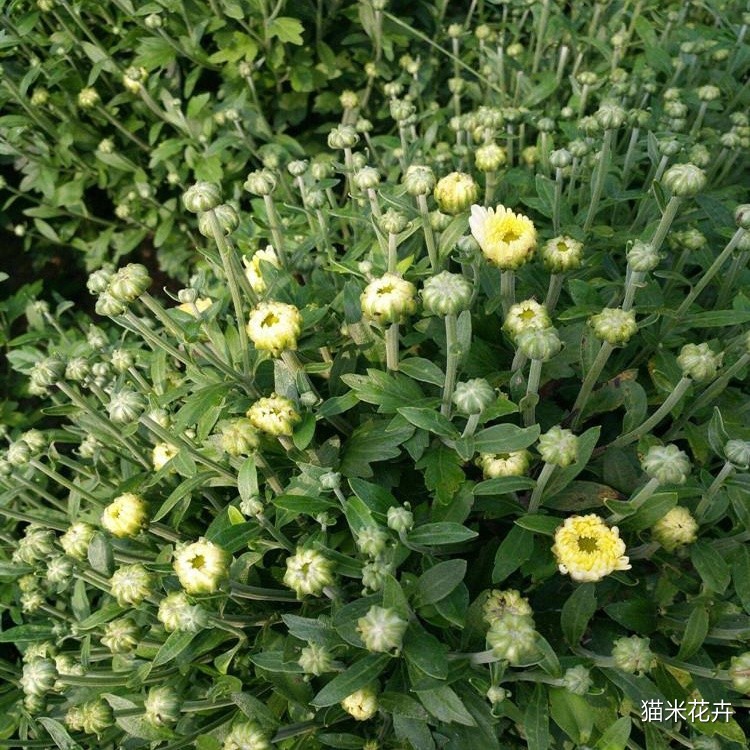 九月菊 (4).jpg