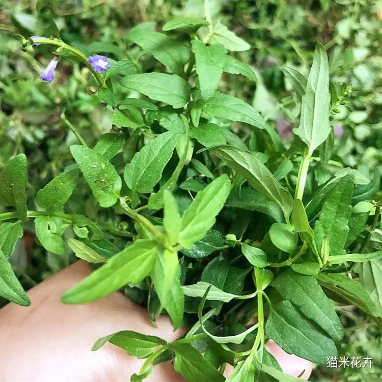 半枝莲 (8).jpg