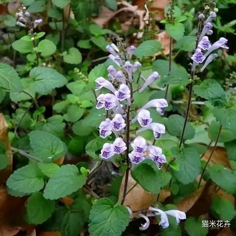 半枝莲 (1).jpg