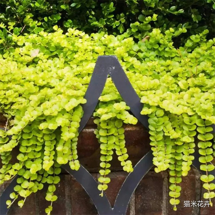 金叶过路黄 金钱草(7).jpg