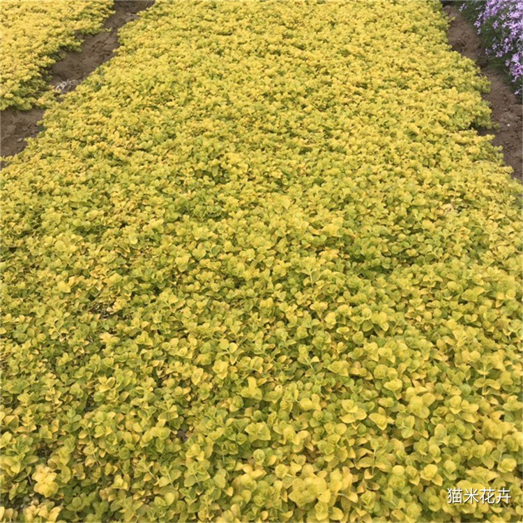 金叶过路黄 金钱草(9).jpg