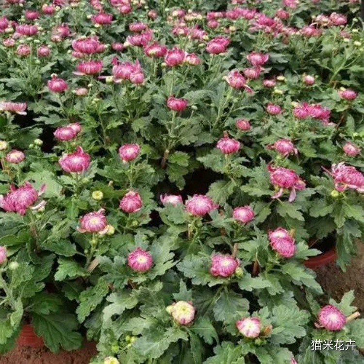 九月菊 (2).jpg