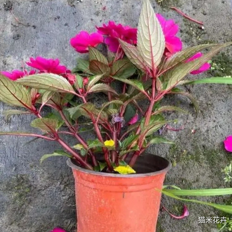 超级凤仙花桑贝斯 (1).jpg