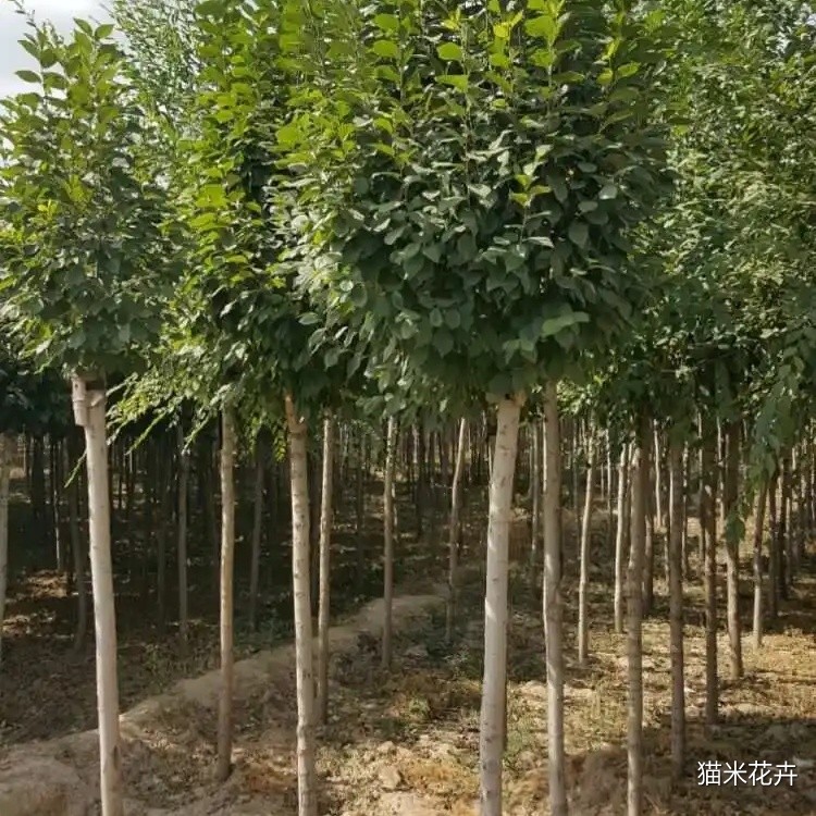 圆冠榆 (7).jpg