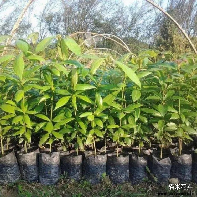 火力楠 (1).jpg