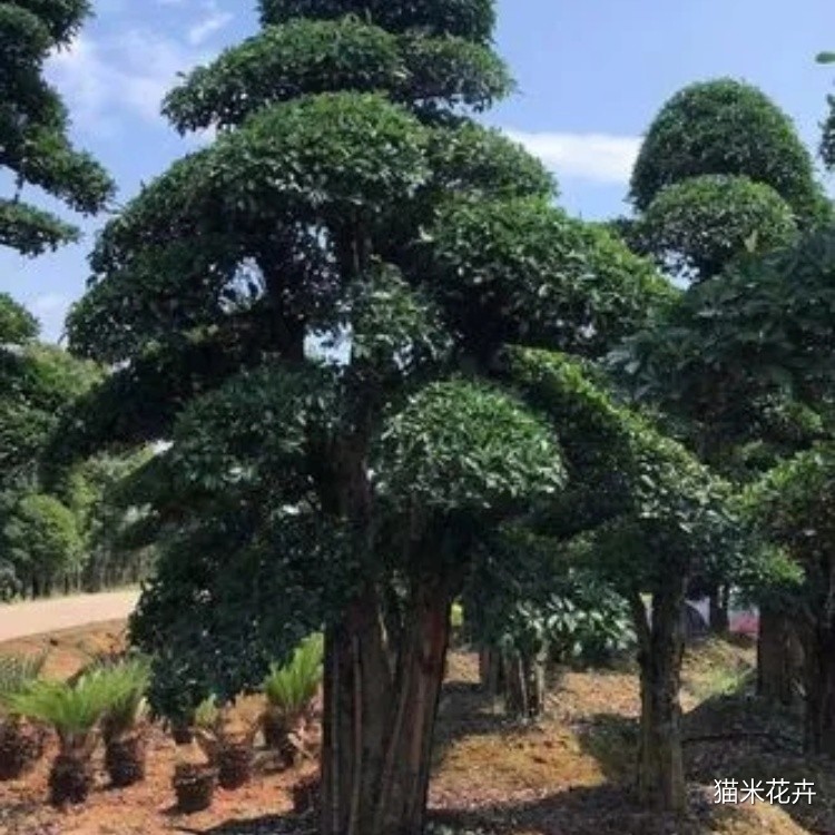椤木石楠 (3).jpg