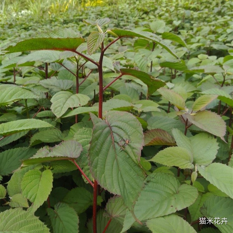 珙桐 (9).jpg