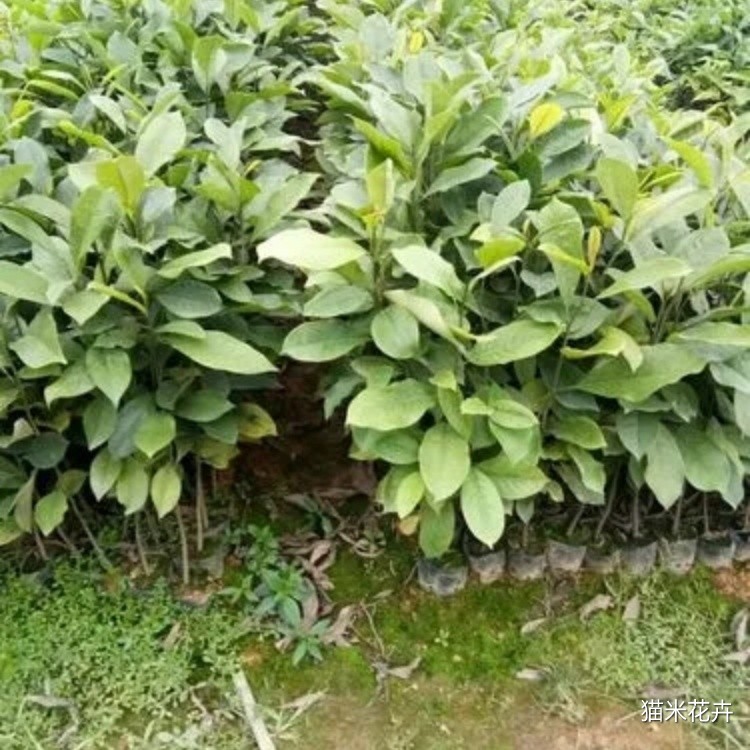 火力楠 (3).jpg
