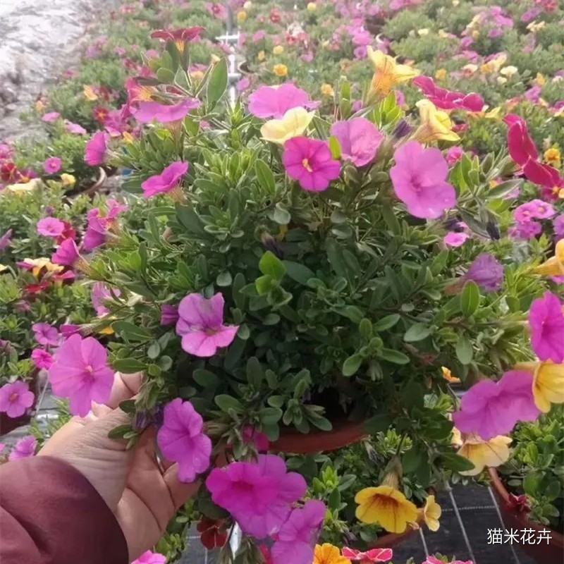 src=http___cbu01.alicdn.com_img_ibank_2019_454_599_10344995454_267421135.jpg&refer=http___cbu01.alicdn.webp.jpg