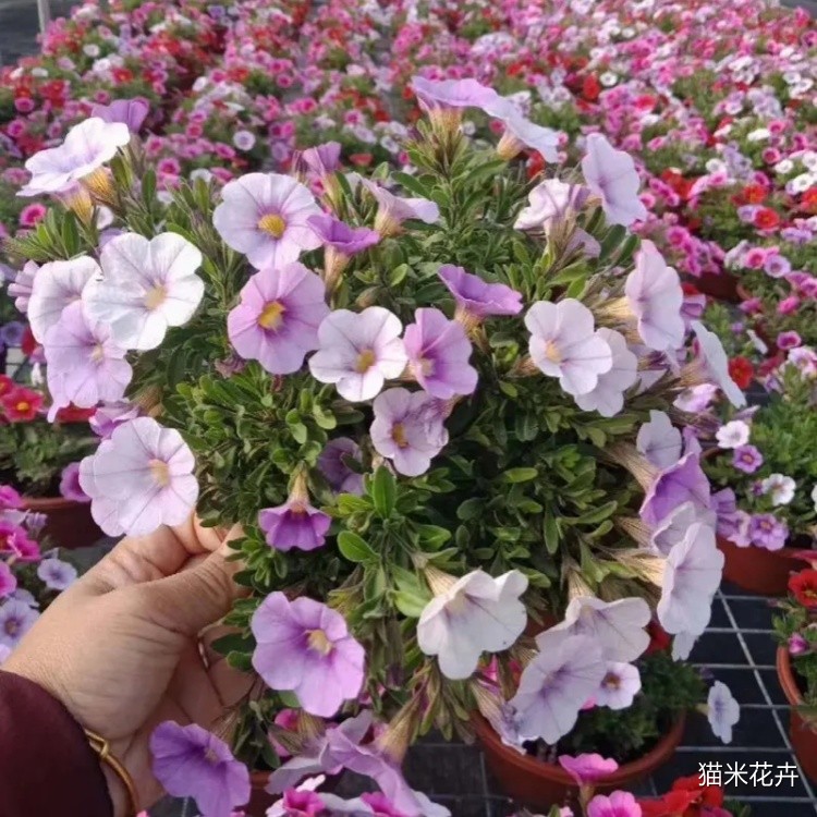舞春花 (10).jpg