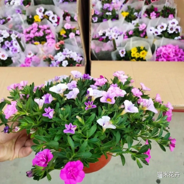 舞春花 (2).jpg