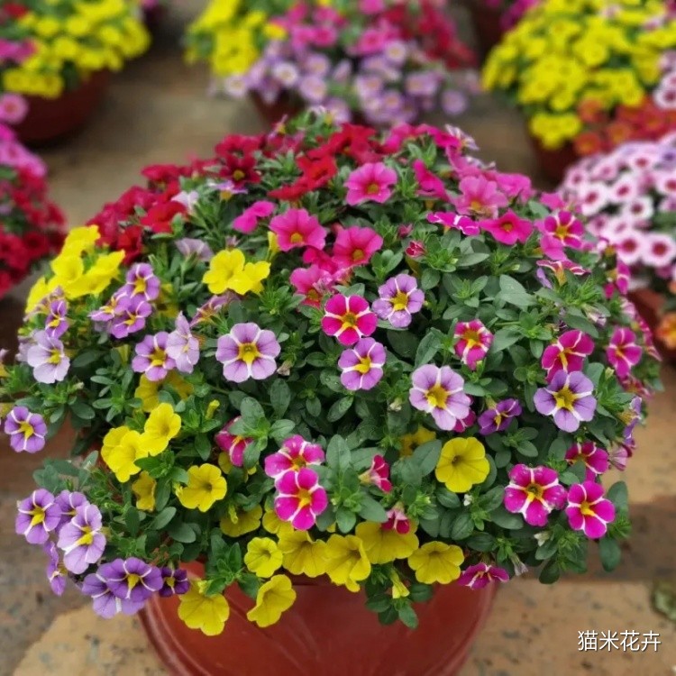 舞春花 (14).jpg