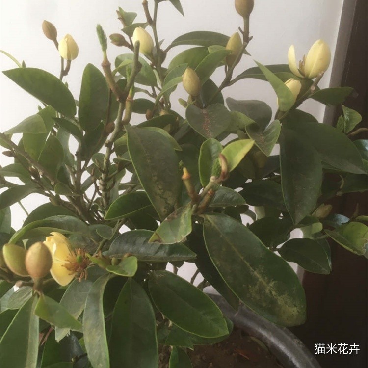 多花含笑 (7).jpg