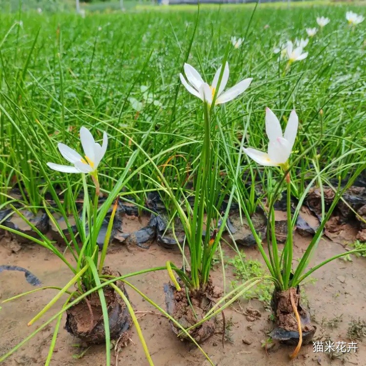 白花葱兰 (4).jpg