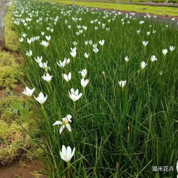 白花葱兰 (2).jpg