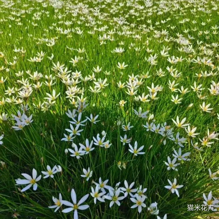 白花葱兰 (3).jpg