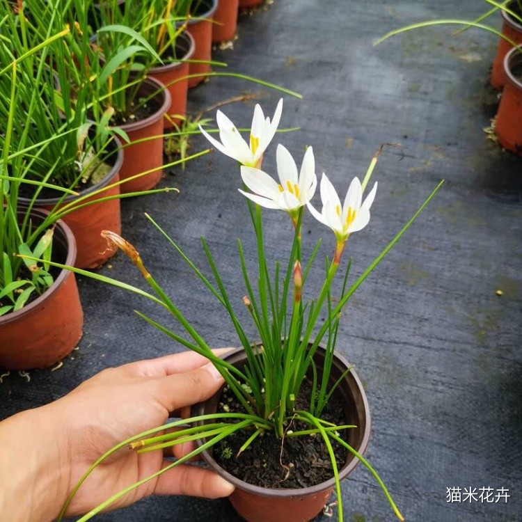 白花葱兰 (10).jpg