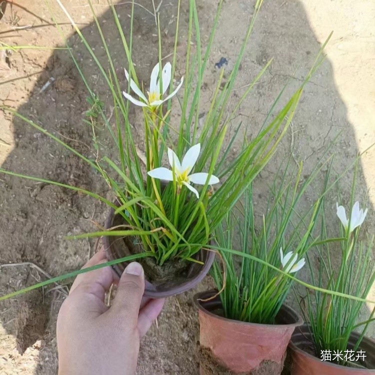 白花葱兰 (6).jpg