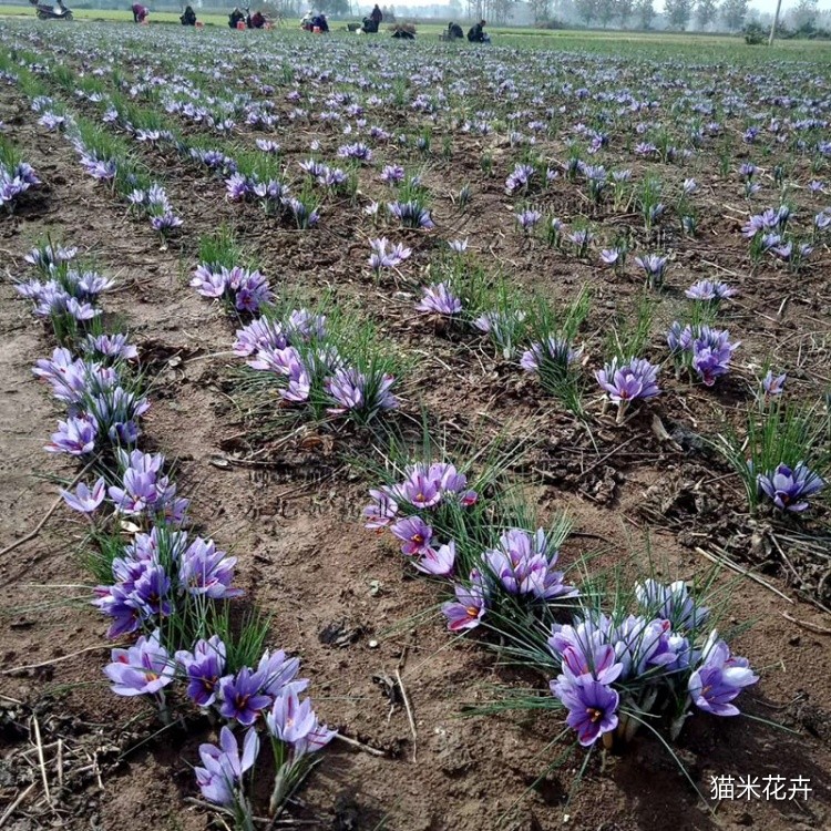 藏红花 (8).jpg