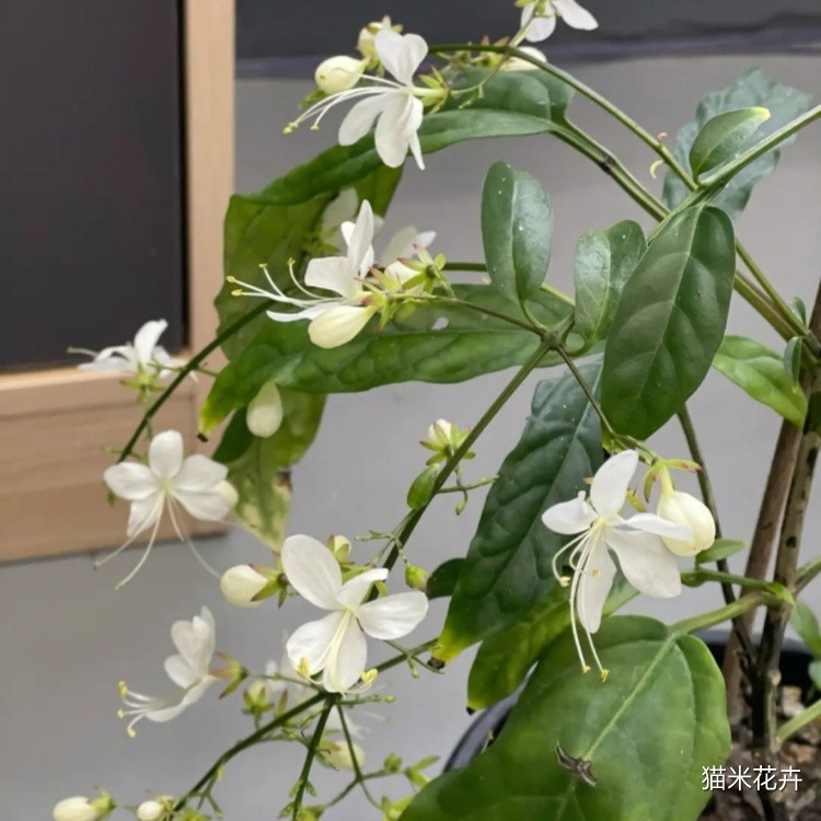 垂丝茉莉 (1).jpg