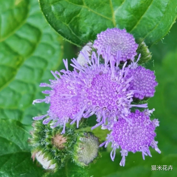 霍香蓟 (8).jpg