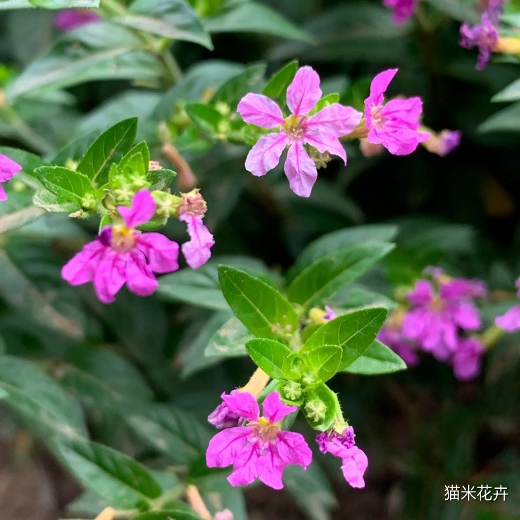 萼距花 (11).jpg