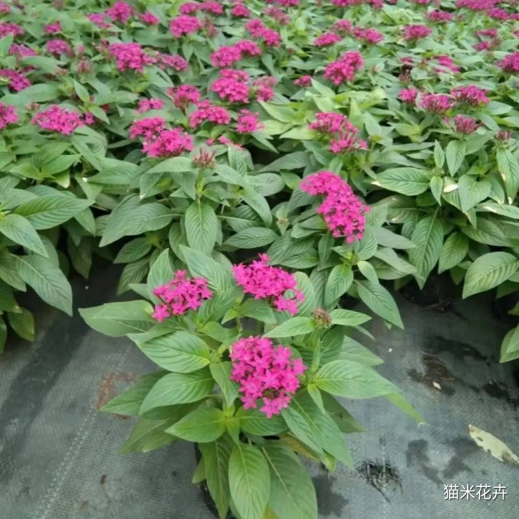 繁星花 (10).jpg