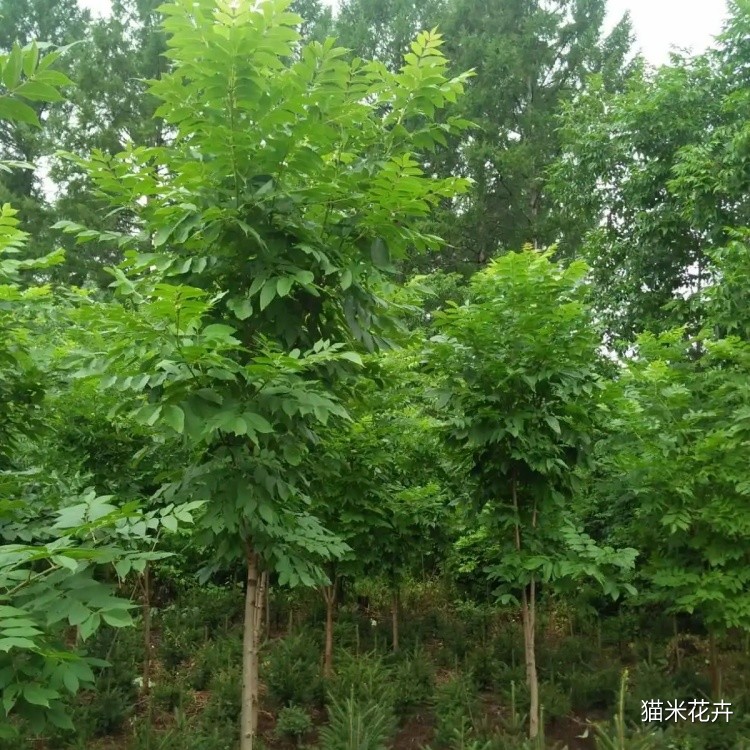 山丁子 (8).jpg