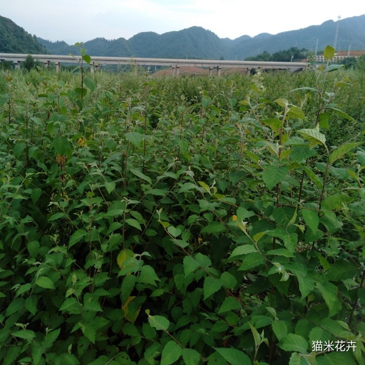 白桦 (7).jpg