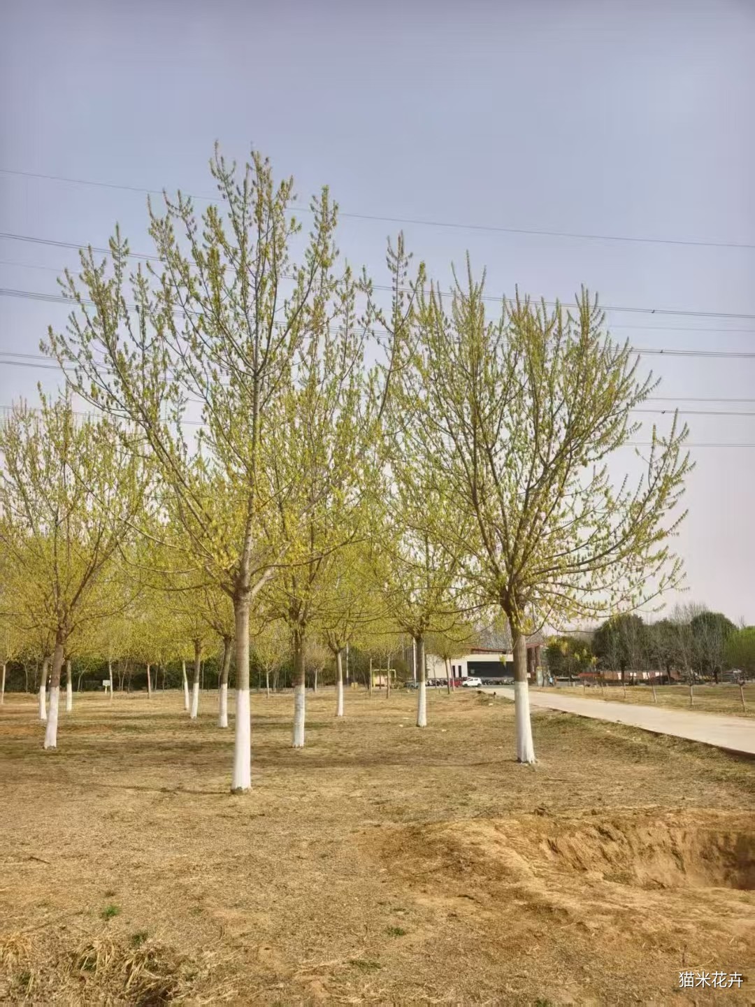 mmexport1745111076544.jpg
