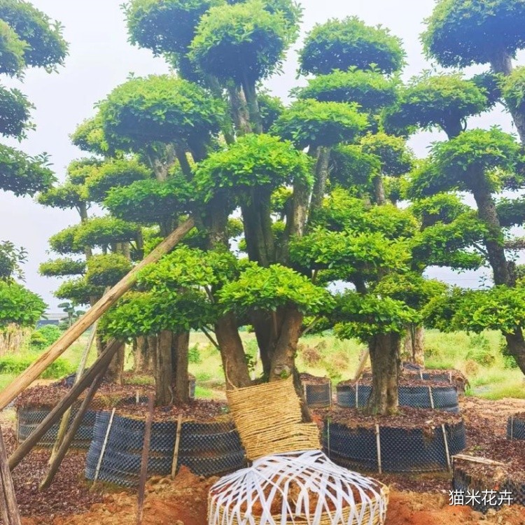 椤木石楠 (15).jpg