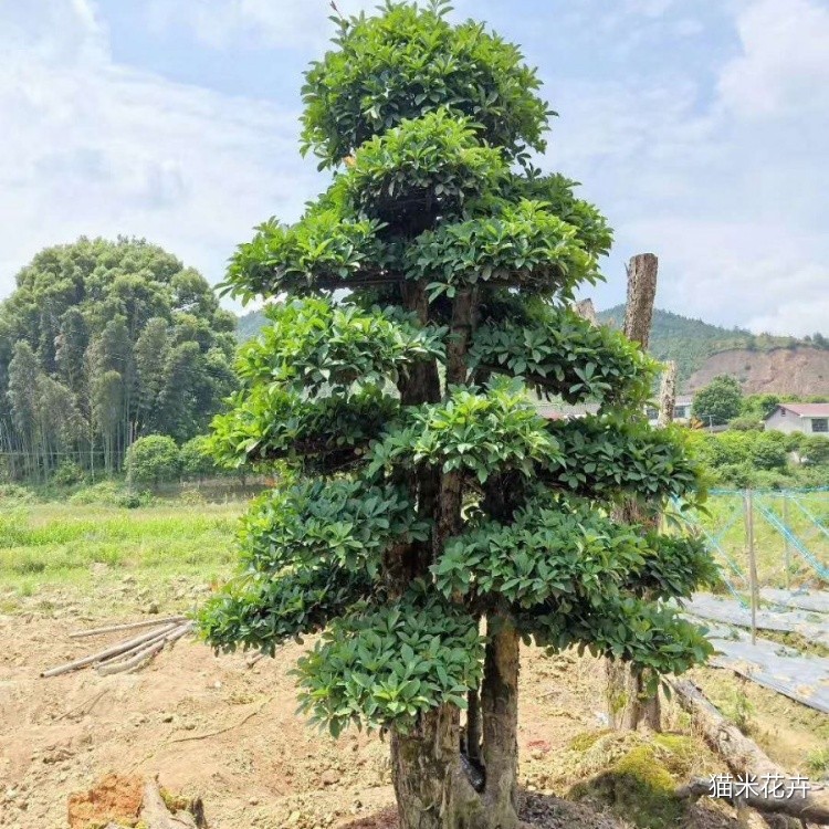 椤木石楠 (10).jpg
