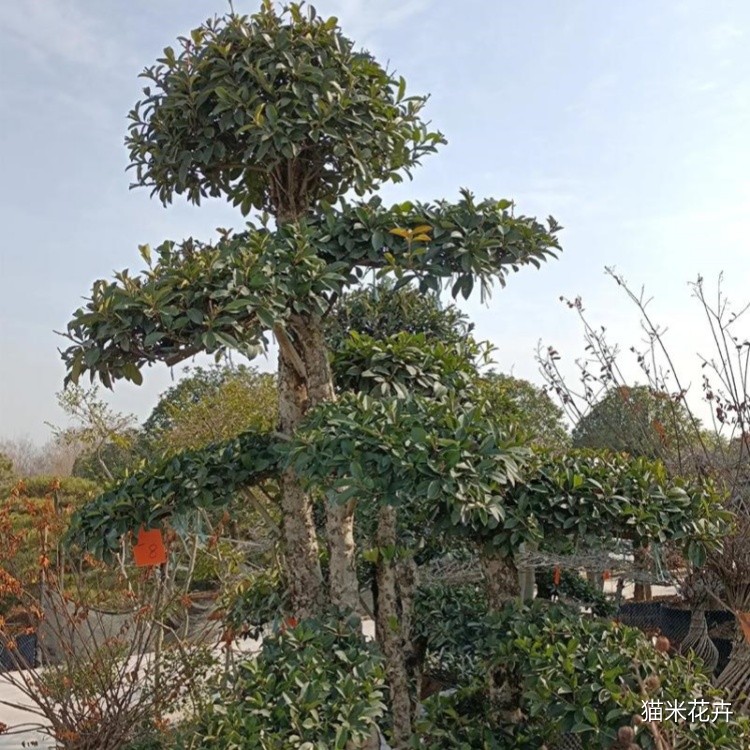 椤木石楠 (1).jpg