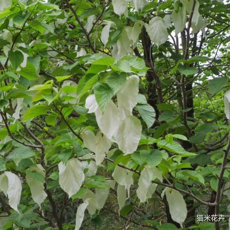 微信图片_20240309092208.jpg