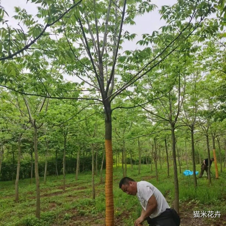 黄菠萝 (2).jpg