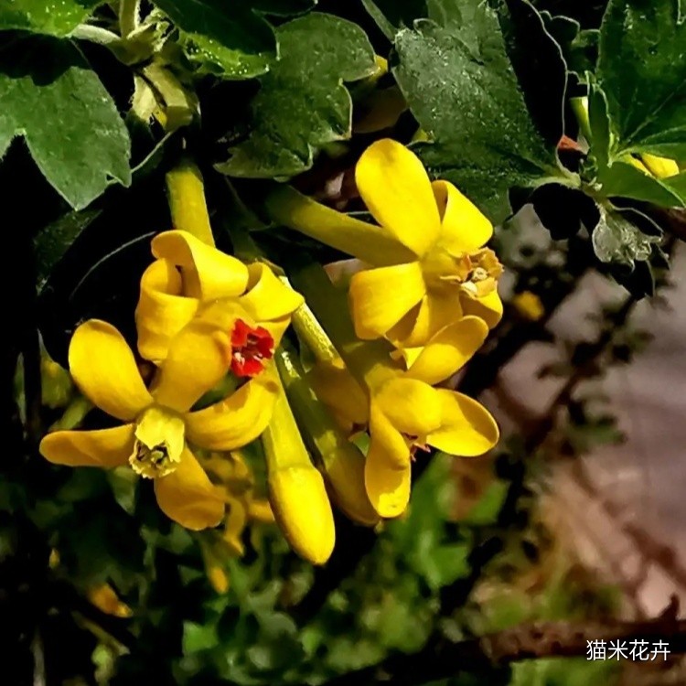 黄丁香 (3).jpg