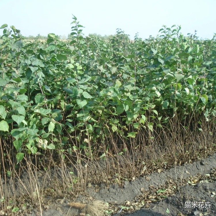 黄丁香 (2).jpg