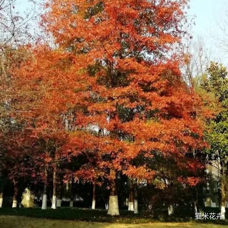 北美红针栎 (6).jpg