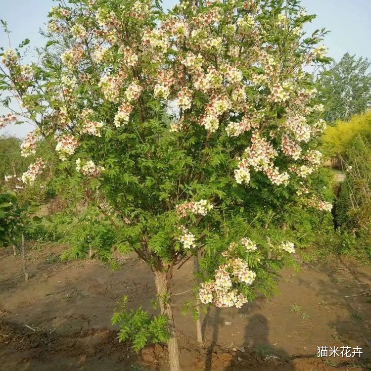 桃叶卫矛 (2).jpg
