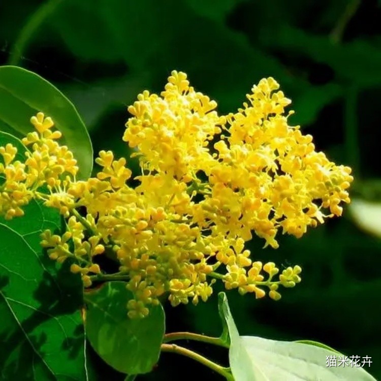 黄丁香 (7).jpg