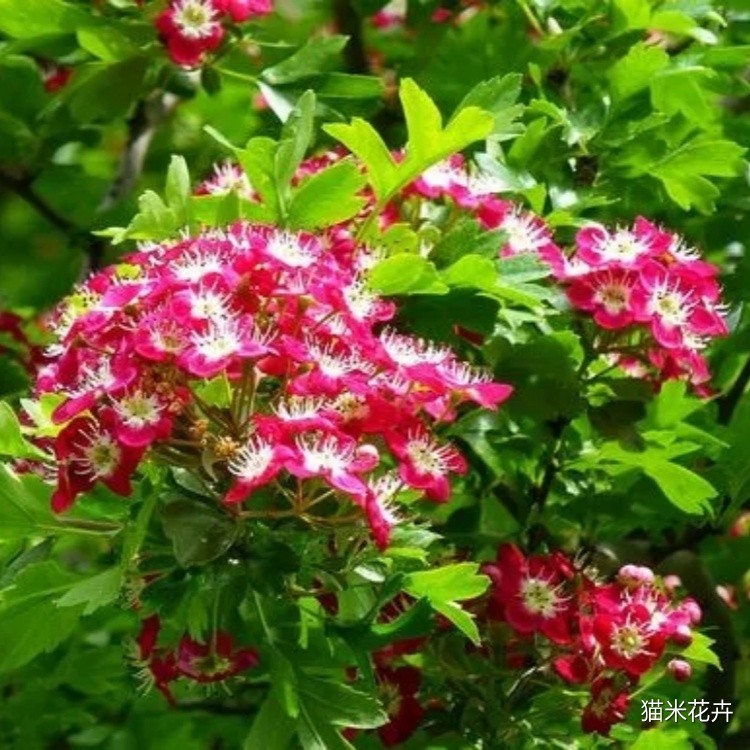 北美山楂 (4).jpg