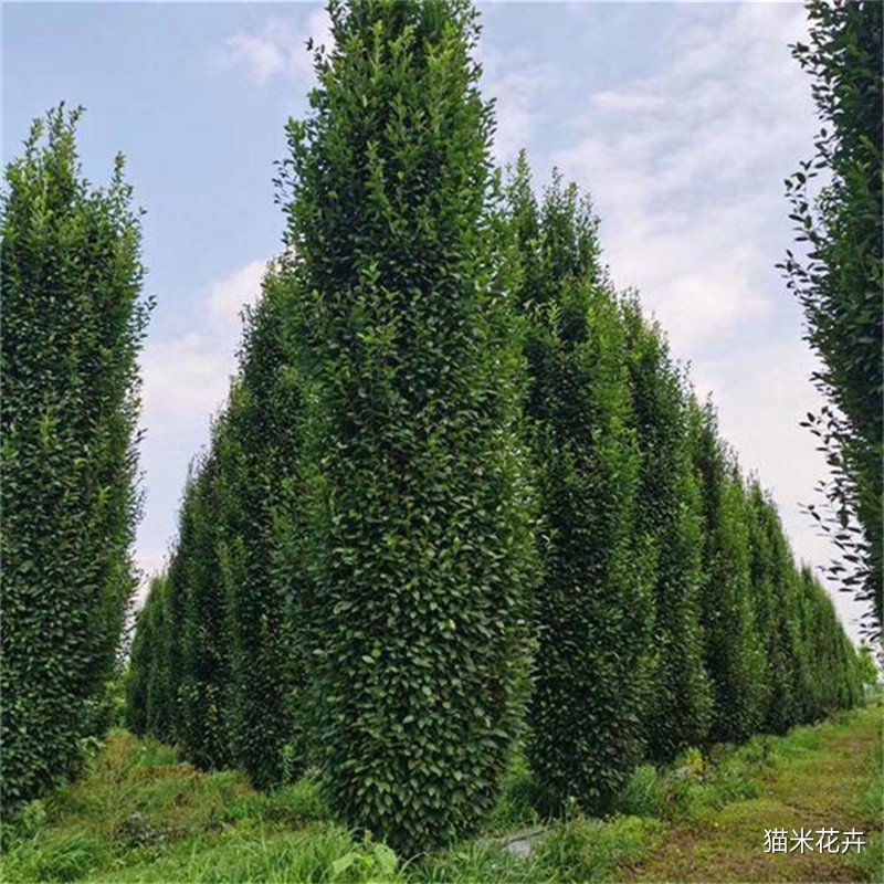 鹅耳枥 (12).jpg