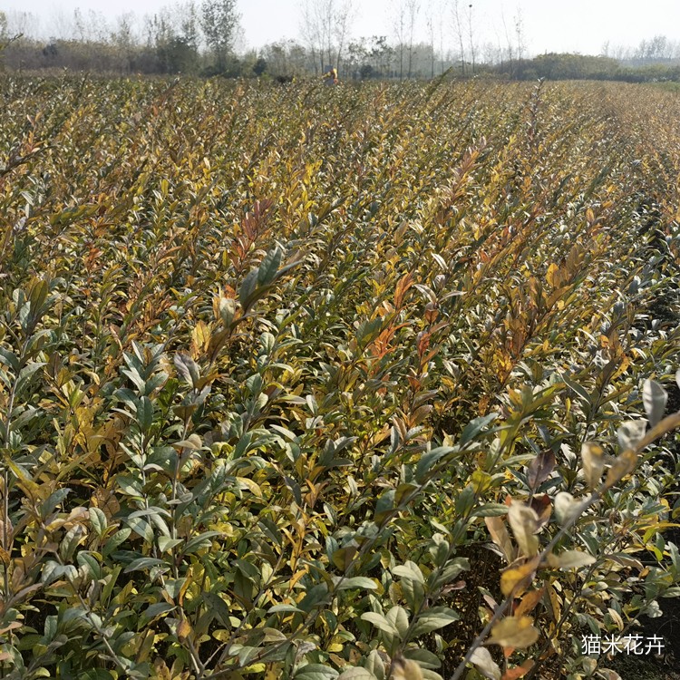 水腊苗 (11).jpg