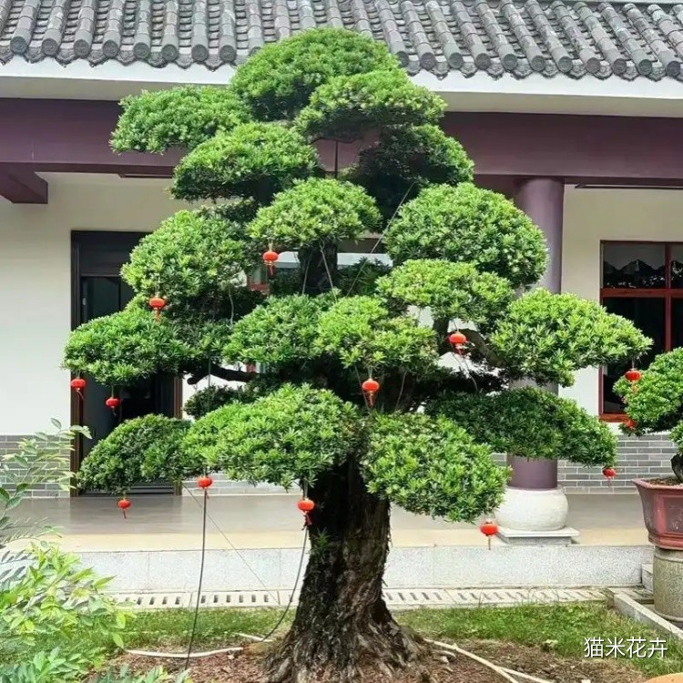 罗汉松 (11).jpg