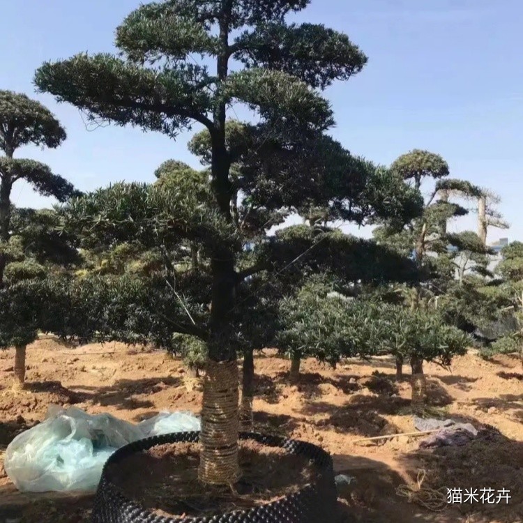 罗汉松 (2).jpg