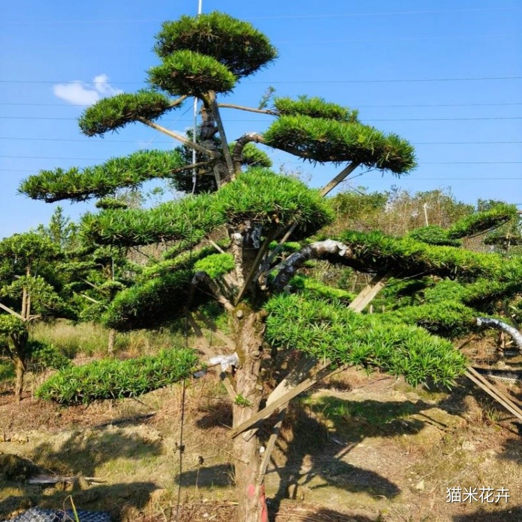 罗汉松 (10).jpg