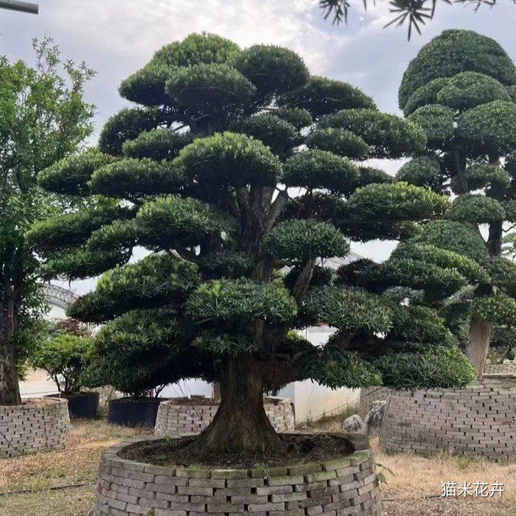 罗汉松 (8).jpg