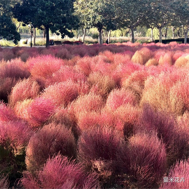 地肤 (2).jpg
